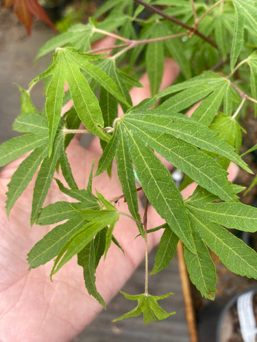 Acer sieboldianum 'Shoryu no tsume' Dragon Claw Japanese Maple - Maple Ridge Nursery